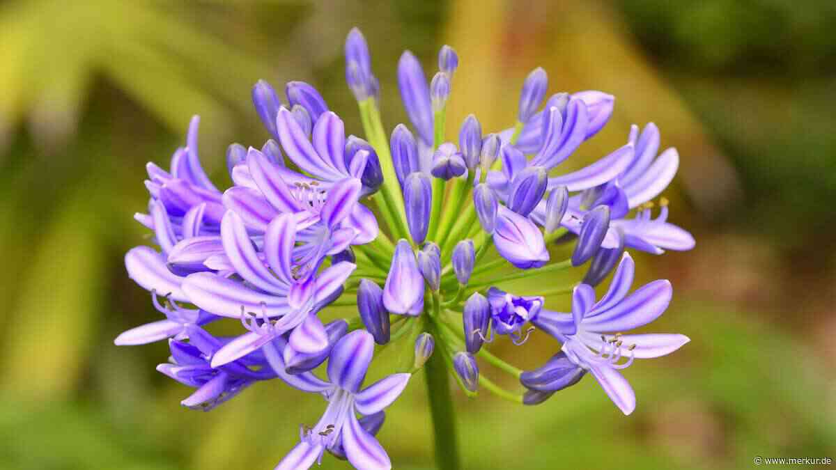 Schmucklilie verblüht: So pflegen Sie die Pflanze nach der Blüte richtig