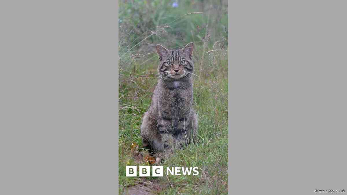 Inside Scotland's wildcat HQ