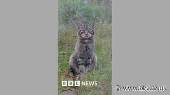 Inside Scotland's wildcat HQ