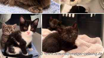 Tierdrama am Salzgittersee: Hilflose Katzen mit ihren Babys schreien im Gebüsch
