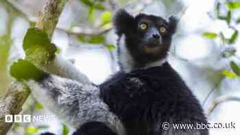 Singing lemurs use opera technique, study finds