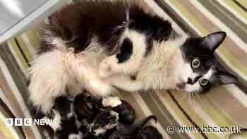 Shelter swamped with rescued kittens and cats