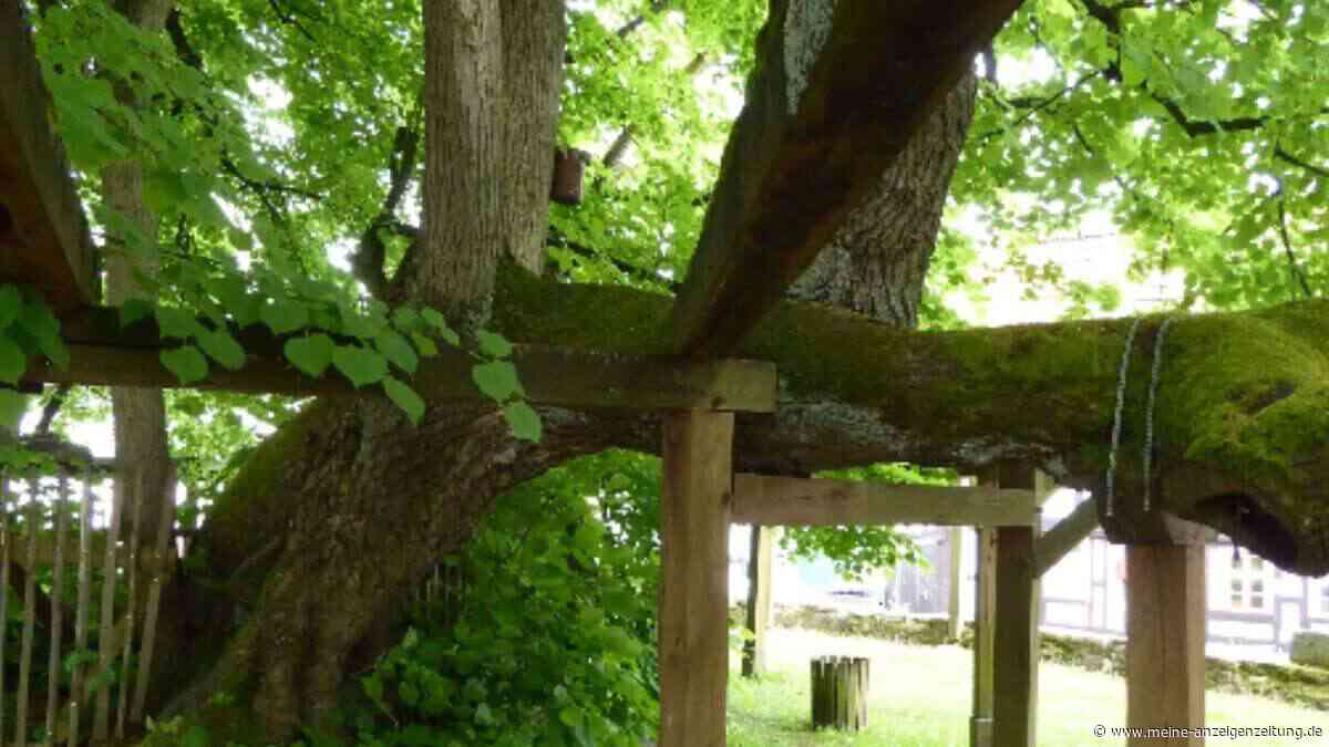 Deutschlands ältester Baum überstand sogar den Dreißigjährigen Krieg