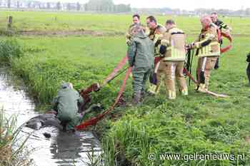 Koe breekt door prikkeldraad en belandt in sloot