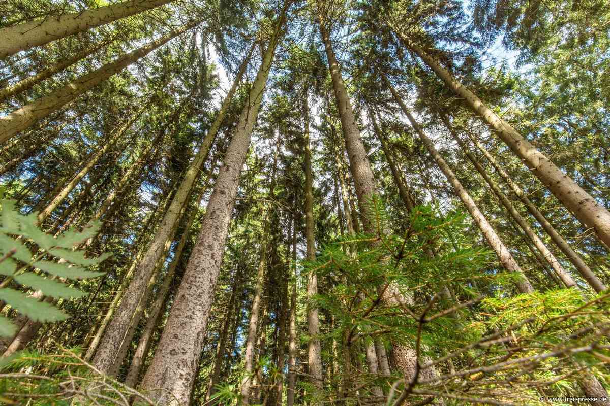 Langenbernsdorf: Frau im Wald bedrängt - 33-Jähriger verdächtig