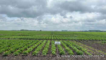 Avebe-aardappelen naar buitenlandse verwerkers