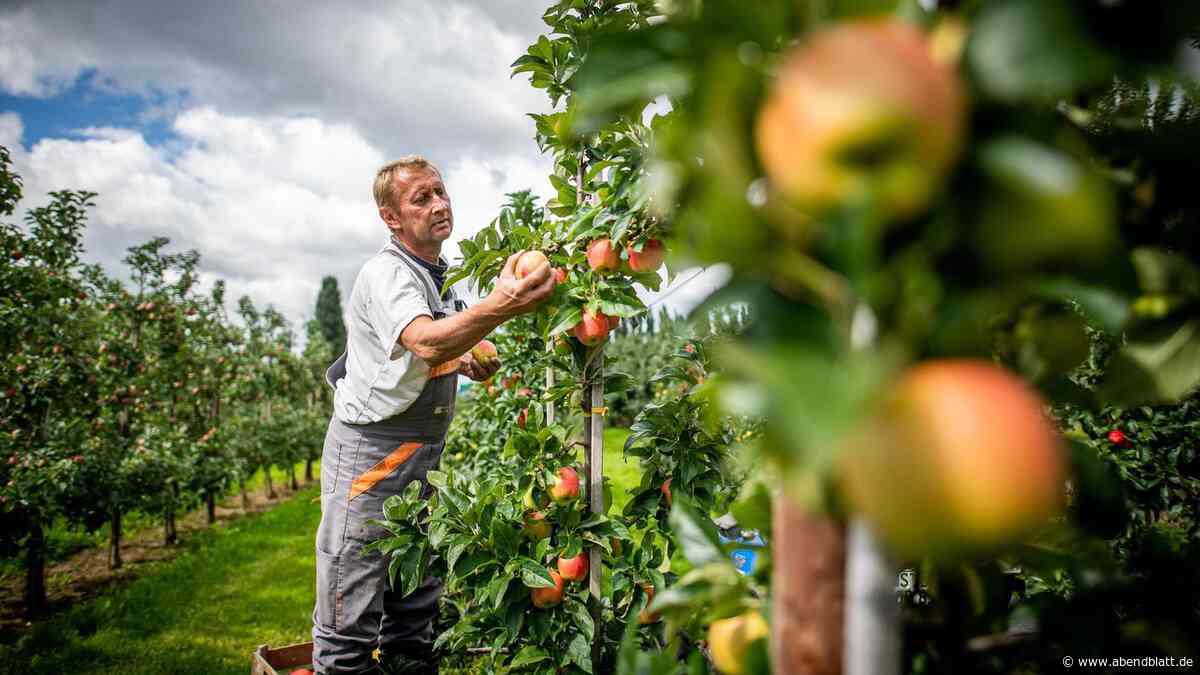 Äpfel pflücken im Alten Land: Warum sind die Bäume da eigentlich so klein?