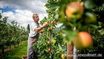 Äpfel pflücken im Alten Land: Warum sind die Bäume da eigentlich so klein?