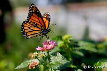 Monarchs are on the move in Northeast Ohio: Track them