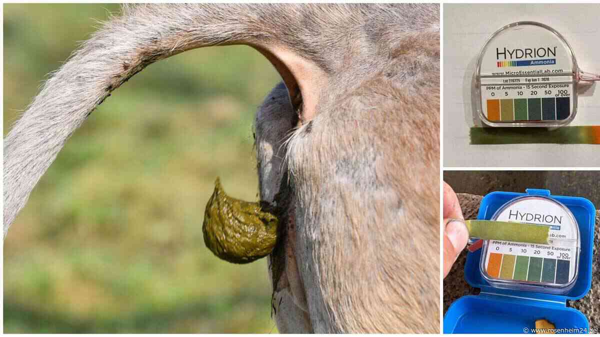 Gestank-Hölle? Stephanskirchener sorgen sich um Dämpfe von Kuhstall – Streit mit Behörden