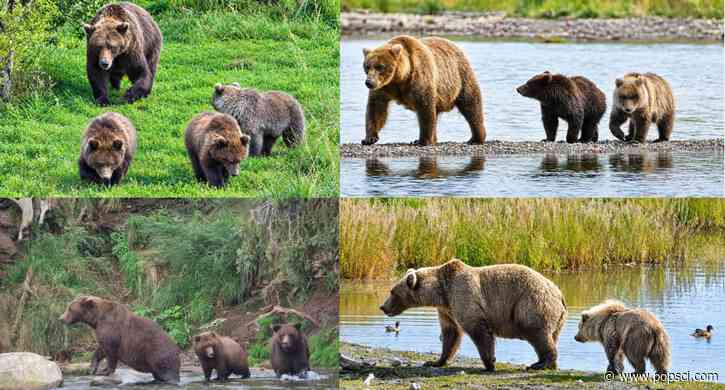 Fat Bear Week Day 1: It’s a battle of the moms and single females