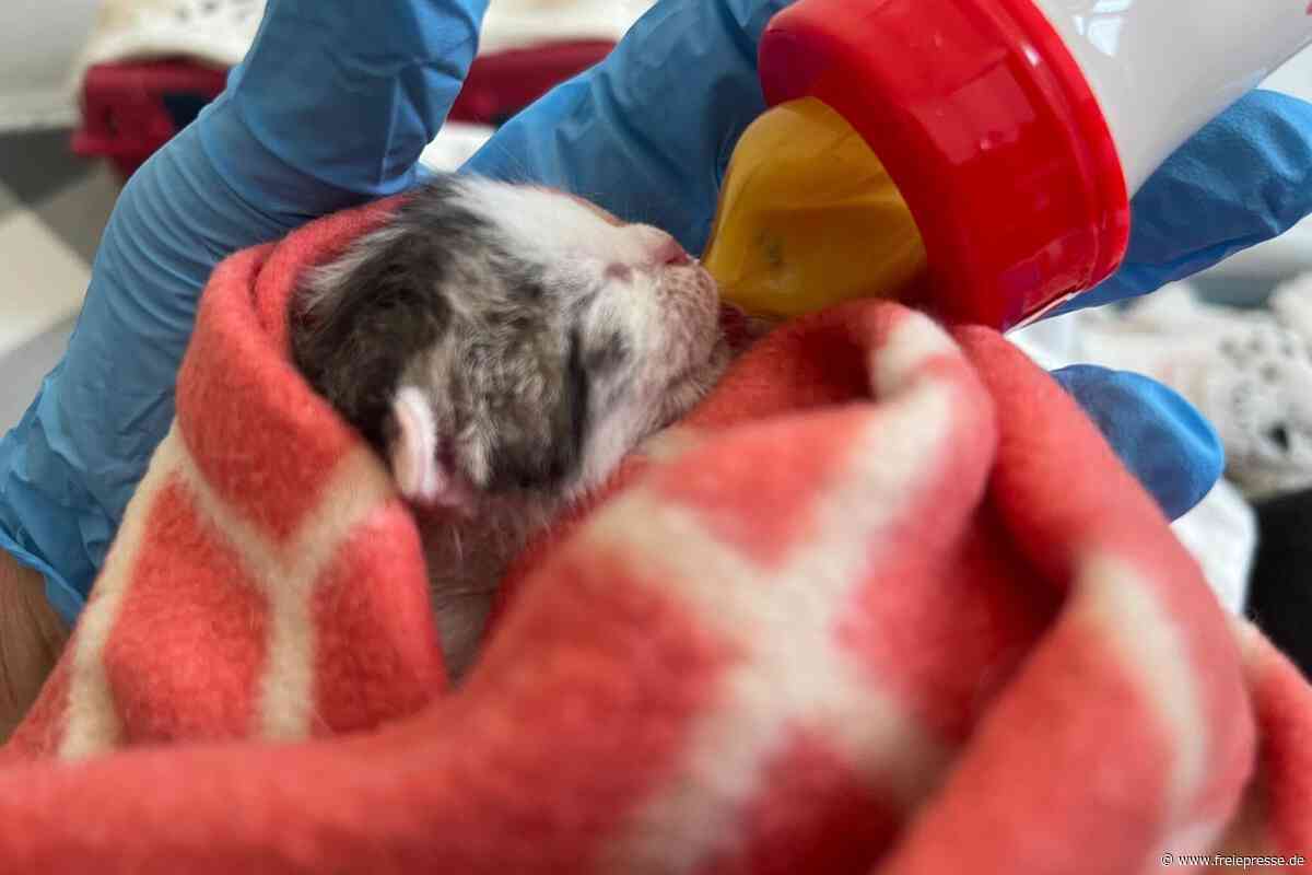 So viele Katzen zu versorgen: Tierschutzverein Hainichen setzt Hilferuf ab