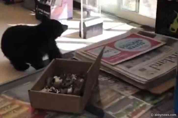 Sow that walked into Hope pharmacy put down, confirms bear awareness volunteer