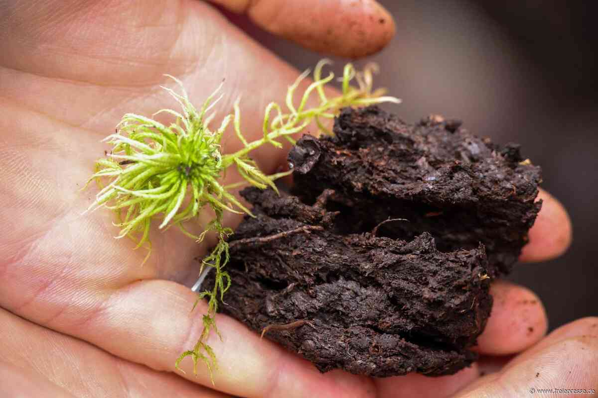 Moore im Erzgebirgswald: Wie den Riesenschwämmen neues Leben eingehaucht werden soll
