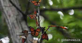 Anyone with a cellphone can help track monarch butterflies tagged in New Brunswick