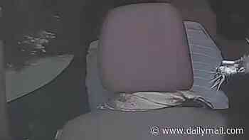 Moment naughty black cat jumps through sun roof of moving car while being driven to Starbucks for a treat