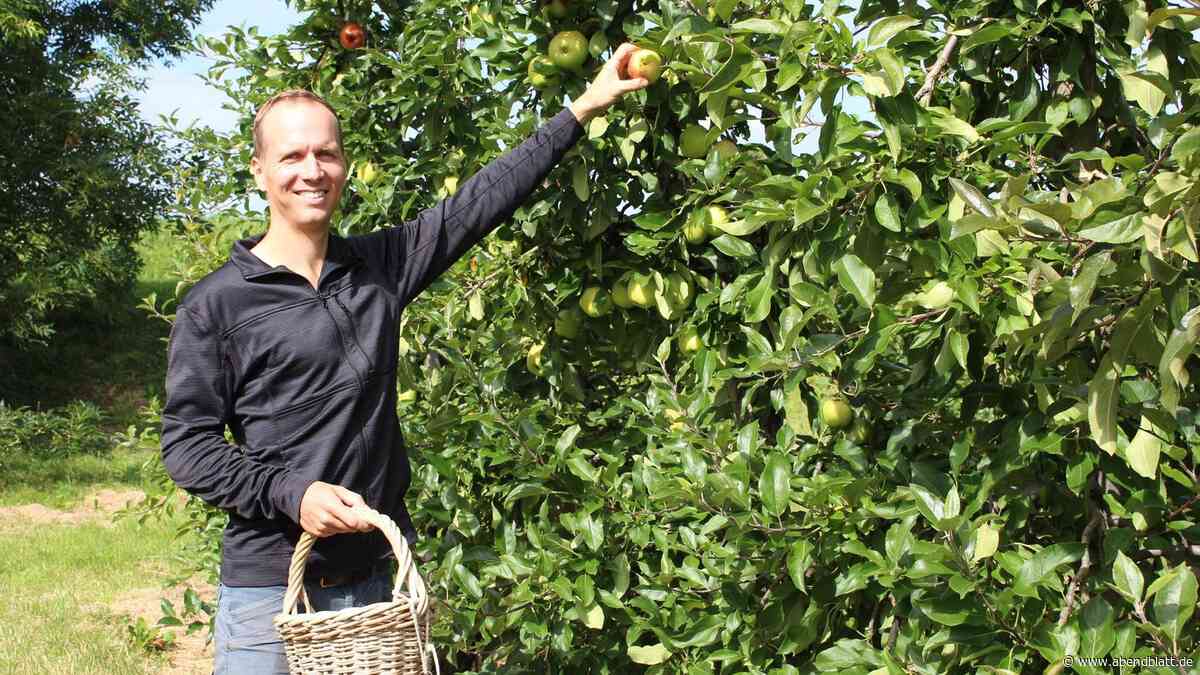 Äpfel selbst pflücken: Diese Obsthöfe im Alten Land feiern den Herbst