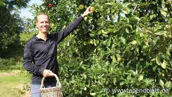 Äpfel selbst pflücken: Diese Obsthöfe im Alten Land feiern den Herbst