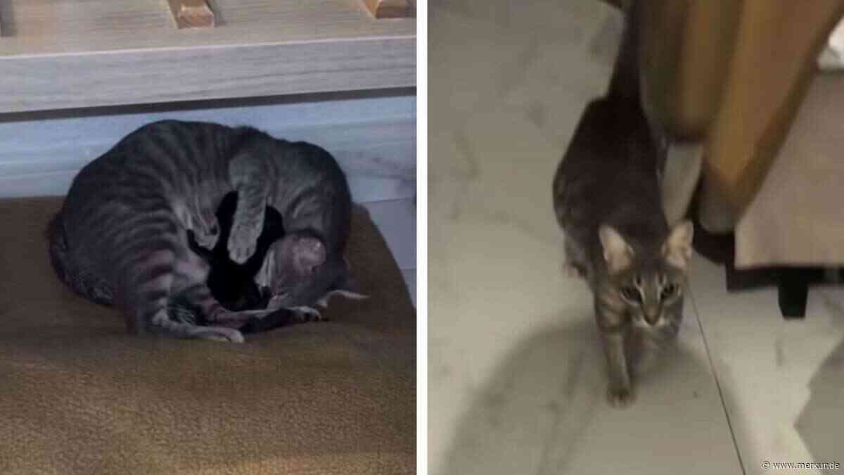 Streunende Katze schleicht sich nachts ins Hotelzimmer auf Mallorca – am Morgen sind es plötzlich vier