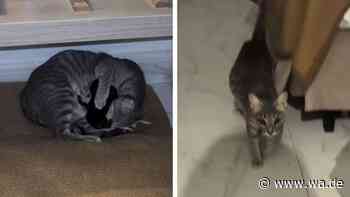 Streunende Katze schleicht sich nachts ins Hotelzimmer auf Mallorca – am Morgen sind es plötzlich vier