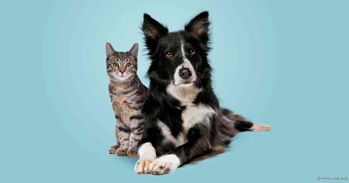 Pet Problems 101: 5 On Your Side has simple fixes for skunk spray, fleas and pet hair