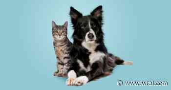 Pet Problems 101: 5 On Your Side has simple fixes for skunk spray, fleas and pet hair