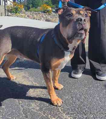 New program will house dogs, employ shelter residents at Albany County jail