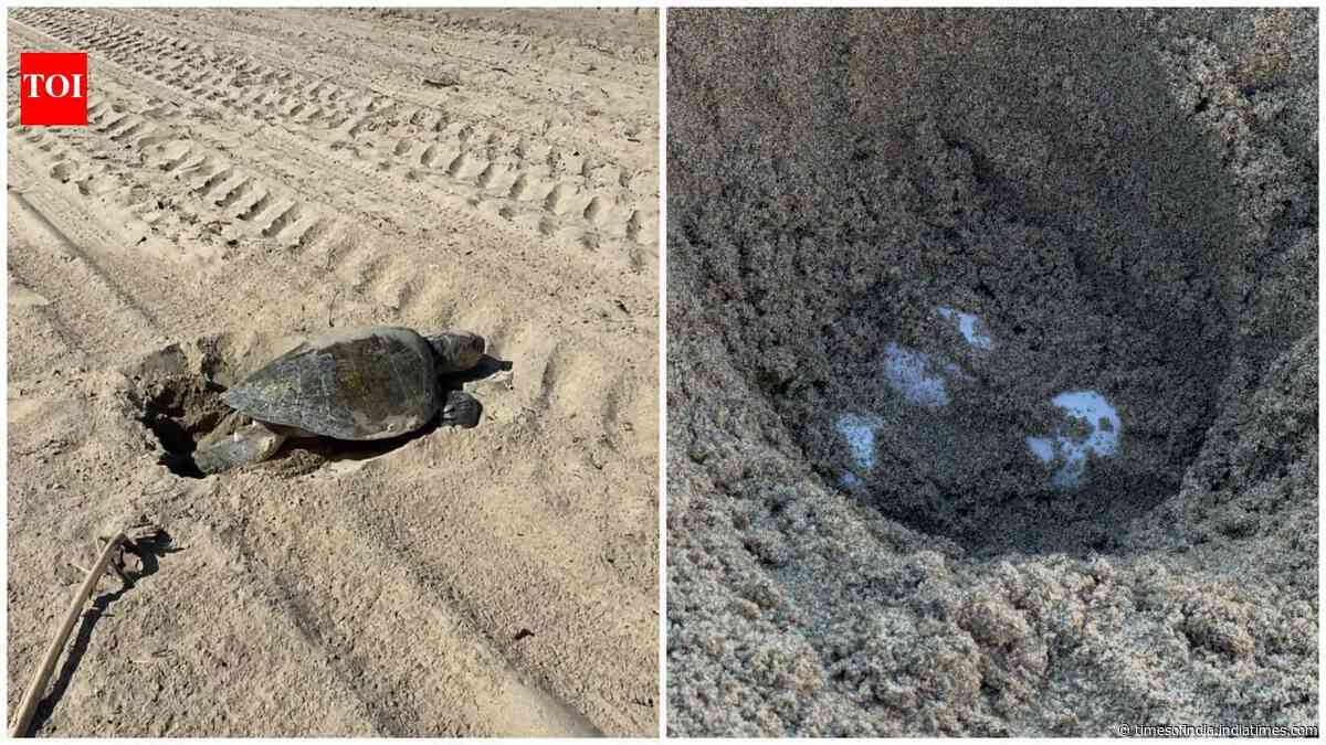An olive ridley sea turtle lays eggs on Southern California beach for first time in recorded history