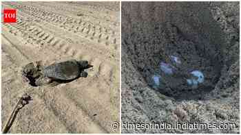 An olive ridley sea turtle lays eggs on Southern California beach for first time in recorded history