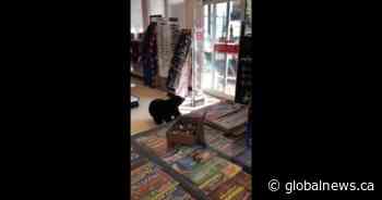 Mother bear that wandered into B.C. store killed by conservation officers