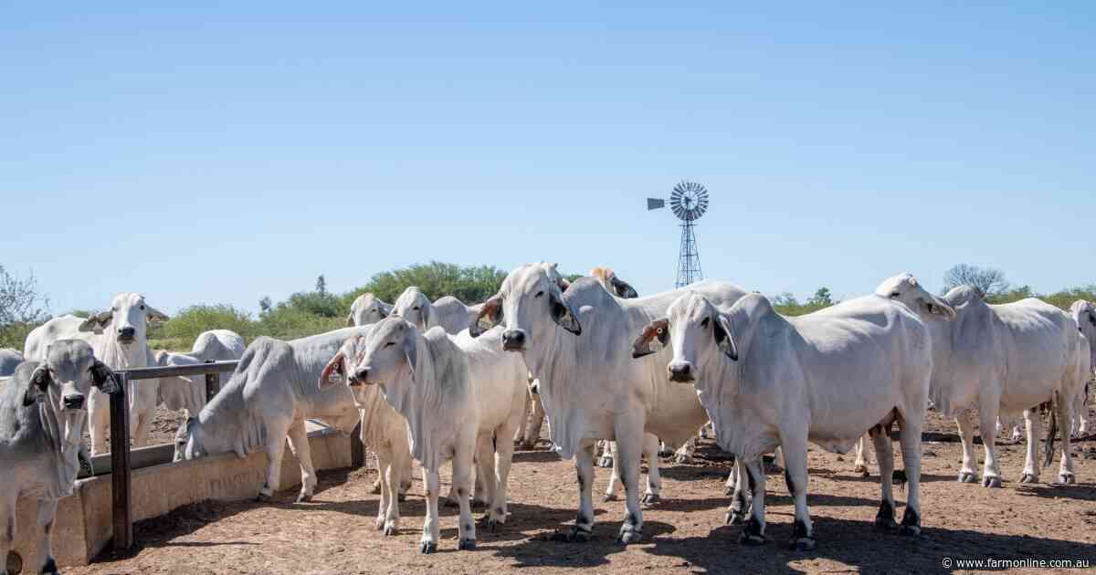 New MSA pathway opens a 30-40c/kg premium for more beef producers