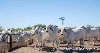 New MSA pathway opens a 30-40c/kg premium for more beef producers