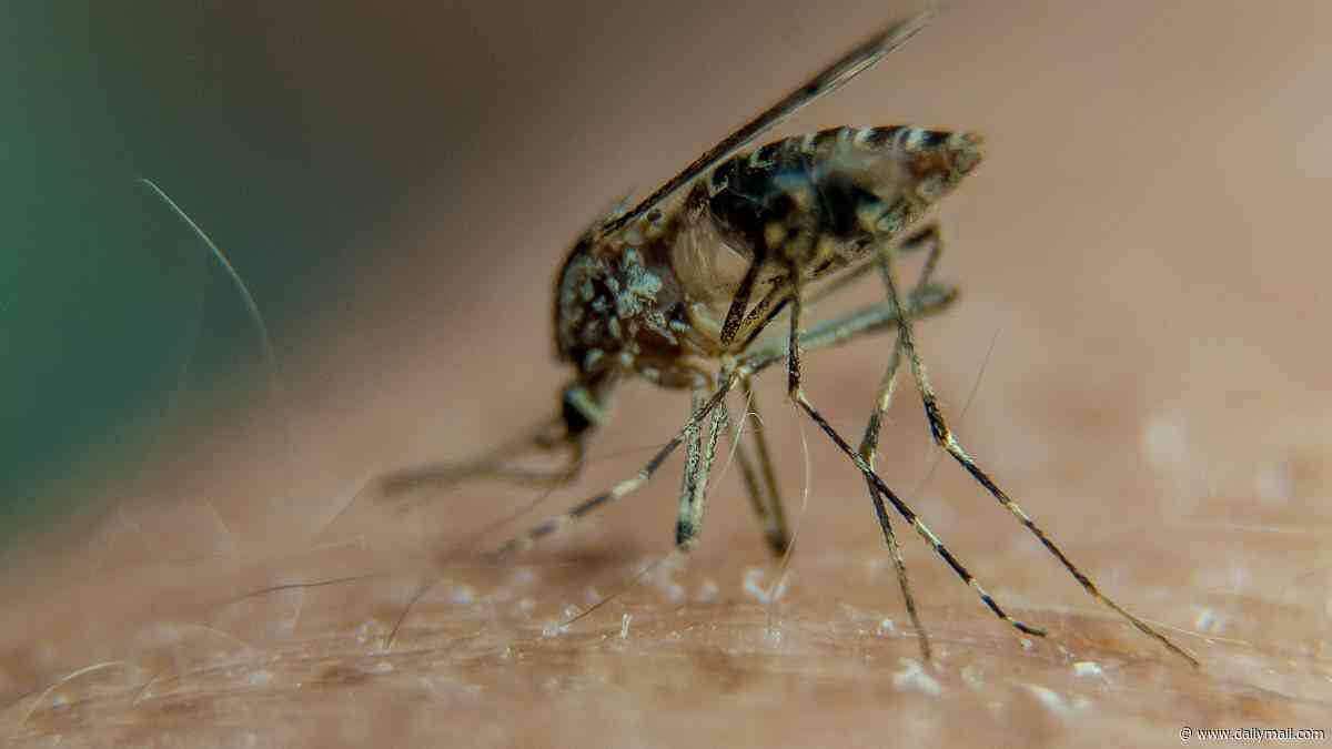 California county records most cases of West Nile virus in nearly a decade... as mosquito-borne diseases spread across US