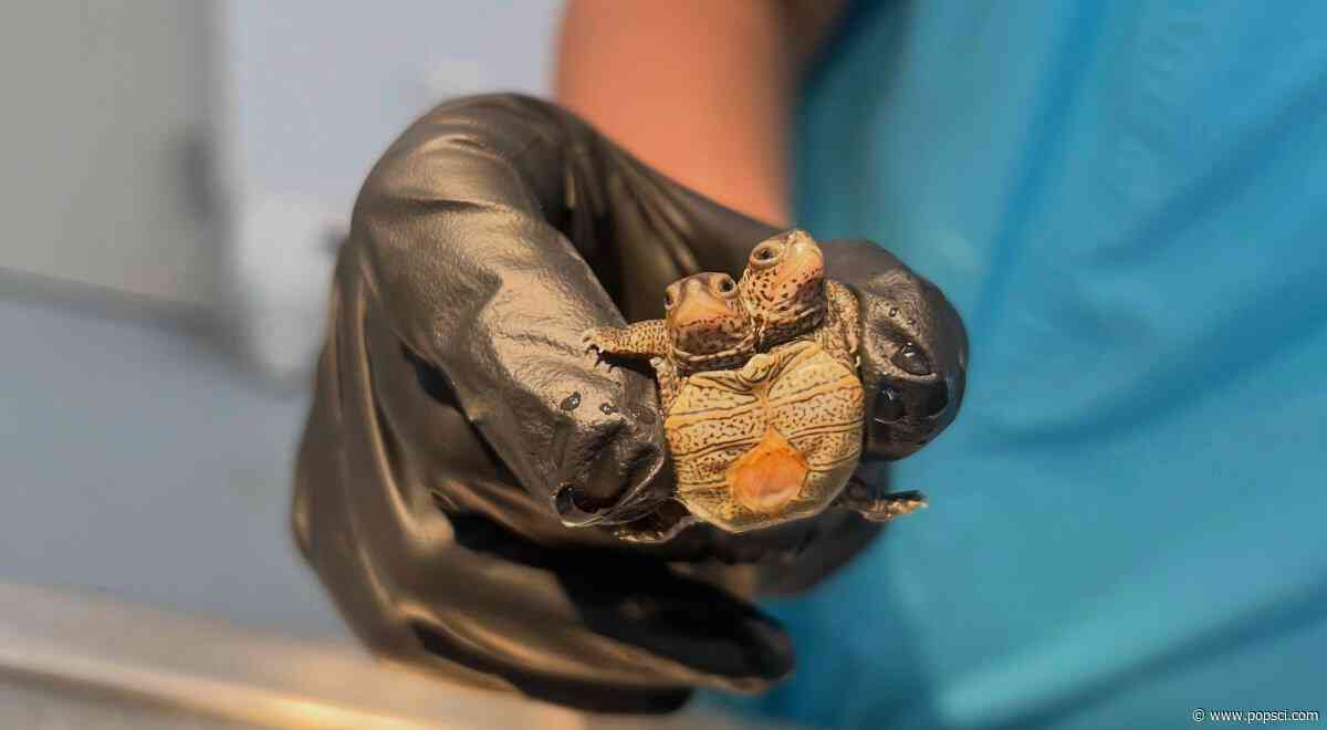 Tiny two-headed turtle found in Cape Cod 