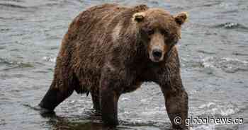 Fat Bear Week is back. Meet the heavyweights vying for the title