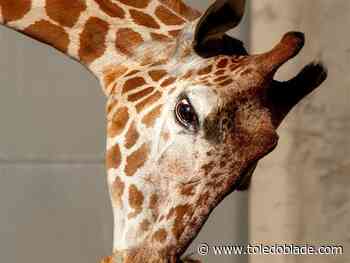 It’s a boy: Zoo announces giraffe birth, names newest calf
