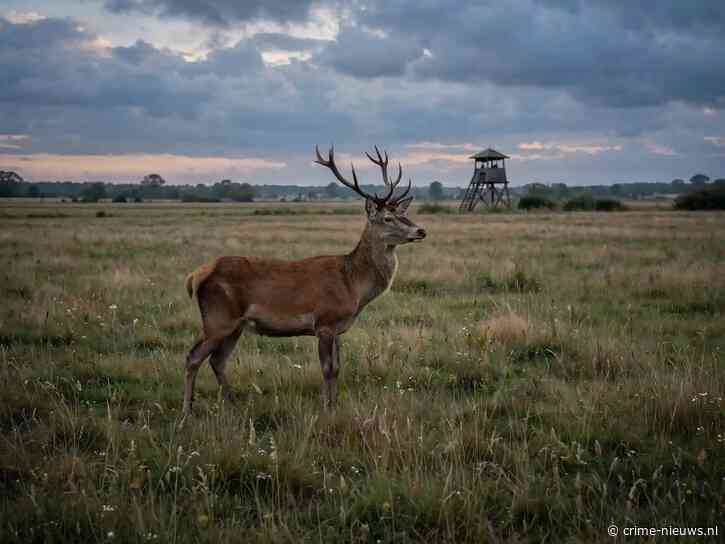 Jager van 74 schiet vrouw dood die hij aanziet voor hert terwijl ze met gezin door veld loopt