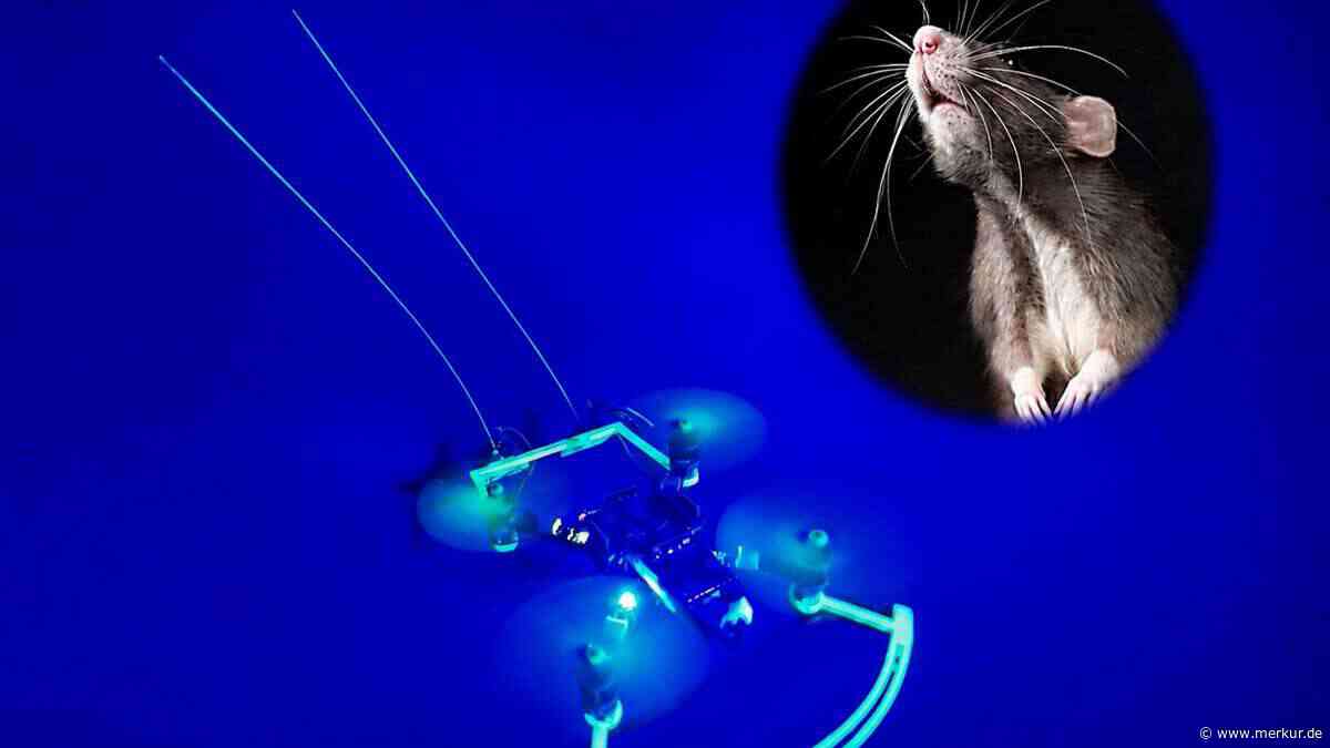 „Rattendrohne“ orientiert sich durch künstliche Schnurrhaare