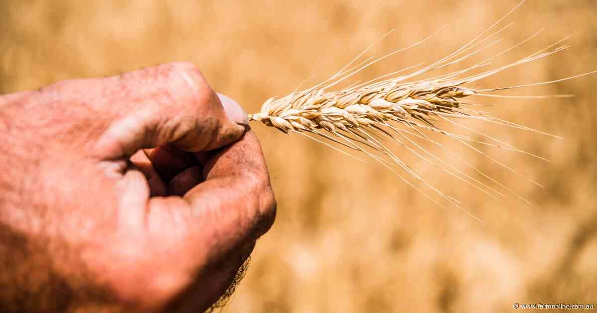 Ukraine, Iran wars directly affecting grain margins as diesel costs spike