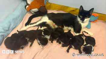 Stray cat Lottie produces unusual litter of nine