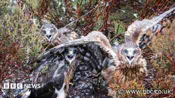 Photographer wins prize with hen harrier snaps