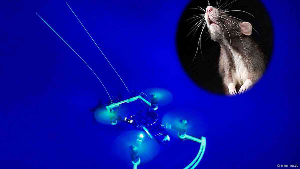 „Rattendrohne“ orientiert sich durch künstliche Schnurrhaare