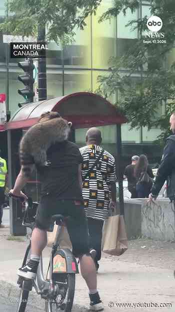Raccoon hitches ride on cyclist's shoulders in Montreal