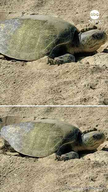 1st-ever sea turtle nesting documented on the West Coast