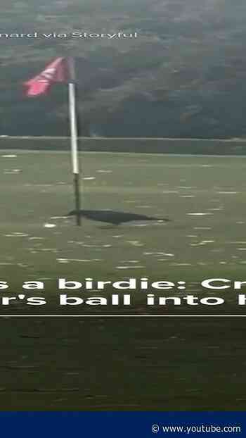 Score it as a birdie: Crow taps golfer's ball into hole