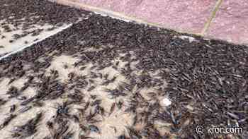 Entomologist explains cricket infestation at NW OKC shopping center