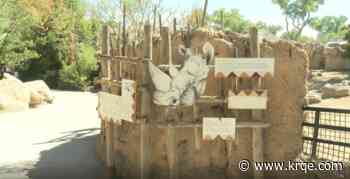World Rhino Day: A look at ABQ BioPark's resident rhinos