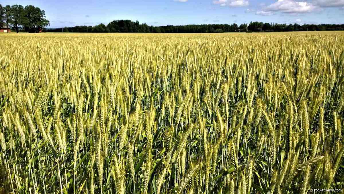 Wheat Starting off Monday with Gains