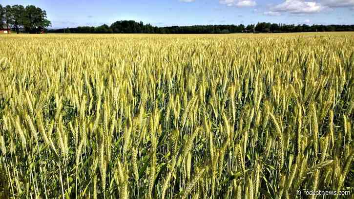 Wheat Starting off Monday with Gains