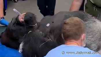 Monkey business! Incredible moment 21-year-old silverback gorilla named Bakari gets check up at Disney's Animal Kingdom